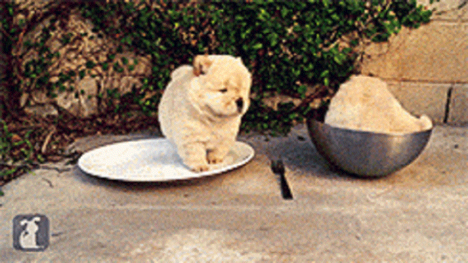 25 genijalnih gifova njuški zbog kojih ćete pući od smeha! (GIF)