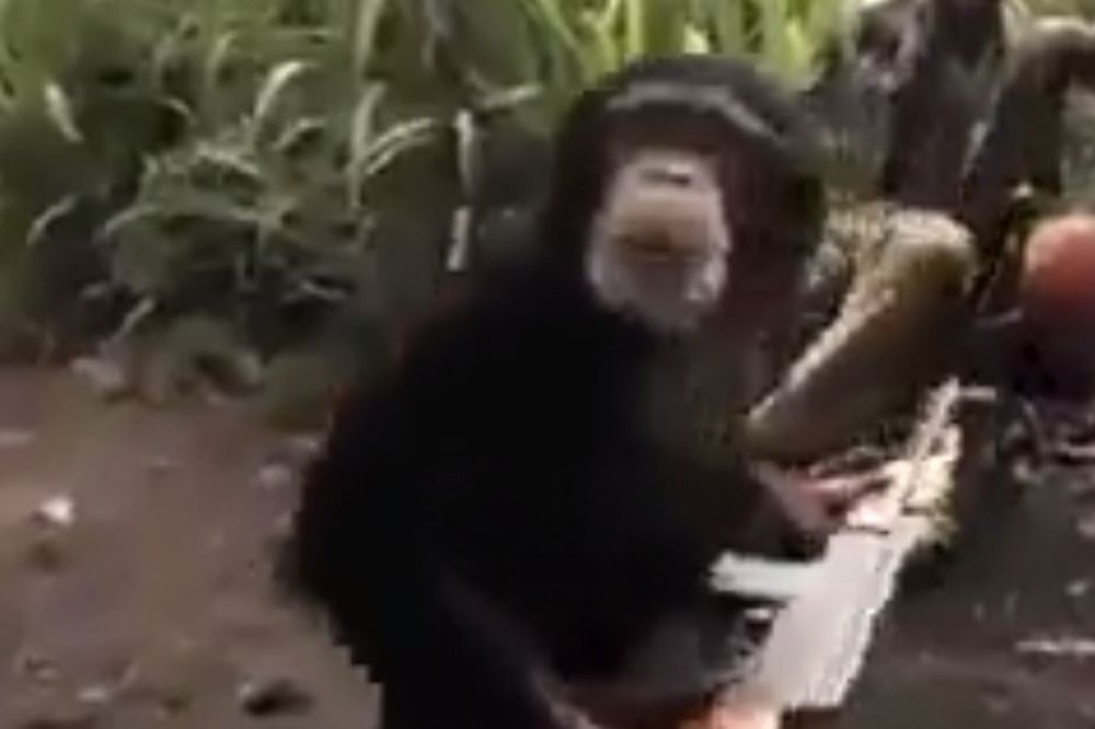 Hteli su da se zezaju sa majmunom, a onda se on dokopao puške i počeo da puca! (VIDEO)