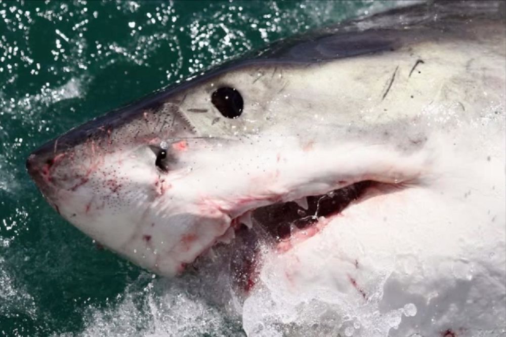 Ronioci za dlaku izbegli smrt: Bela ajkula probila kavez sa turistima! (VIDEO)