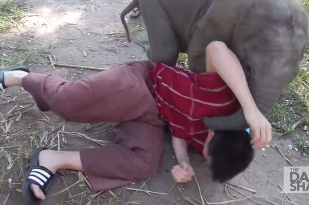 Maza od pola tone: Slonče koje ne pušta iz zagrljaja (VIDEO)