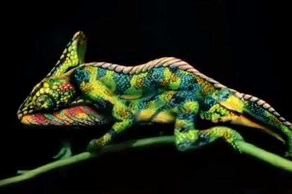 Šta se nalazi na ovoj slici: Kameleon ili nešto što vam nikad ne bi palo na pamet? (VIDEO)