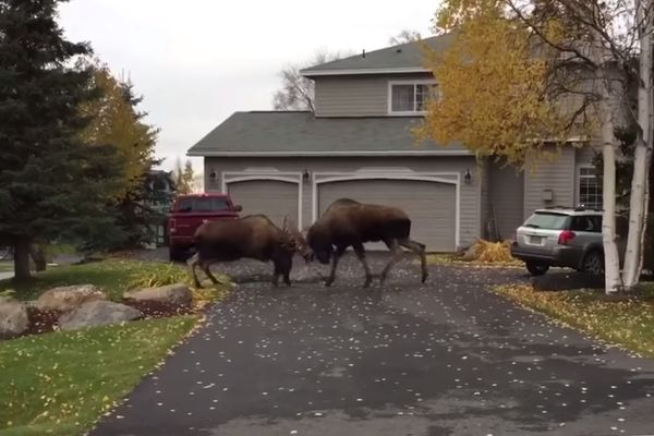 Sasvim običan dan na Aljasci: Losovi  ukrstili rogove u derbiju Južnog Enkoridža (VIDEO)