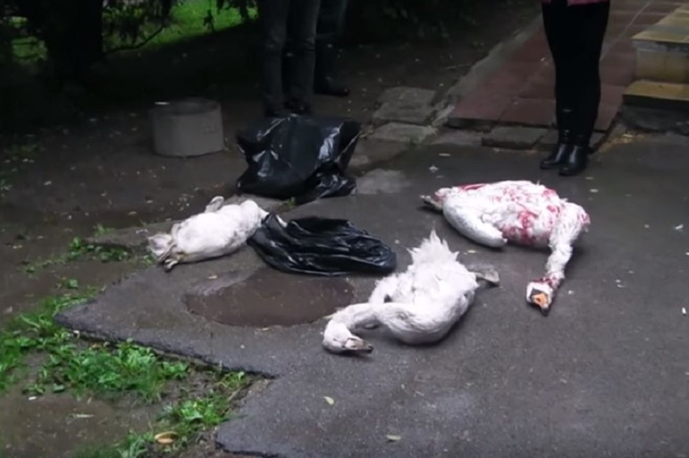 Džukele napale i preklale labudove u Dunavskom parku! (UZNEMIRUJUĆI FOTO I VIDEO)