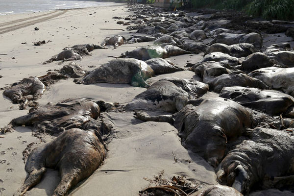 5.000 kravljih leševa raspada se u brazilskoj luci. Otkud oni tu? (UZNEMIRUJUĆI FOTO)