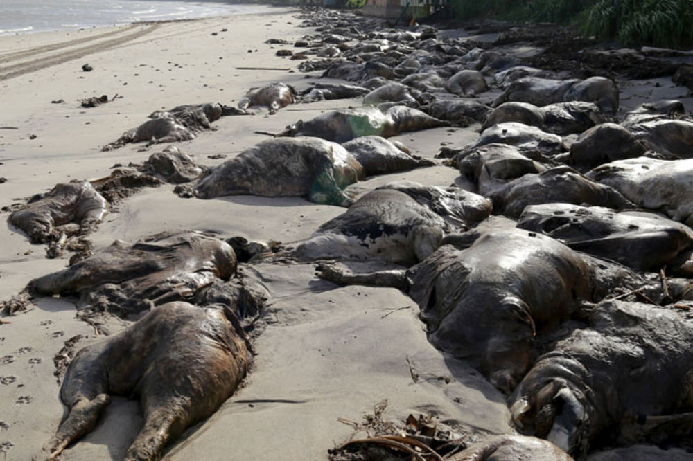 5.000 kravljih leševa raspada se u brazilskoj luci. Otkud oni tu? (UZNEMIRUJUĆI FOTO)