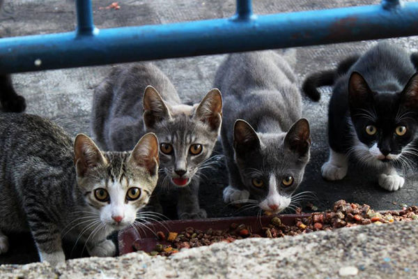 I oni sebe zovu civilizovanim: Australija planira da pobije 2 miliona mačaka!!! (GIF)