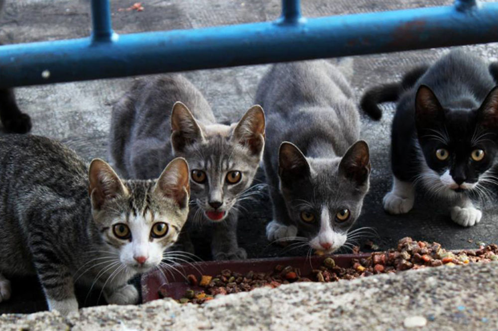 I oni sebe zovu civilizovanim: Australija planira da pobije 2 miliona mačaka!!! (GIF)