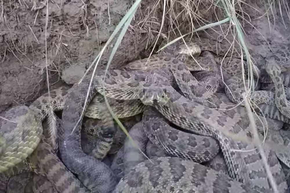 Ono kad vam kamera ispadne u zmijarnik! (VIDEO)