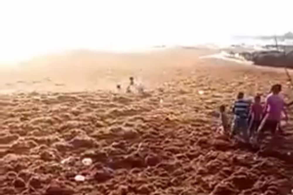 Kako izgleda surfovanje po živom blatu? (VIDEO)