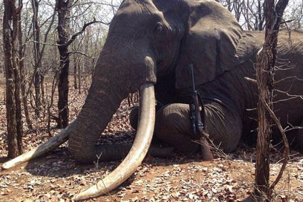 Šta možeš sa 50 soma evra kad si Švaba? Da ubiješ najvećeg afričkog slona, recimo! (FOTO)