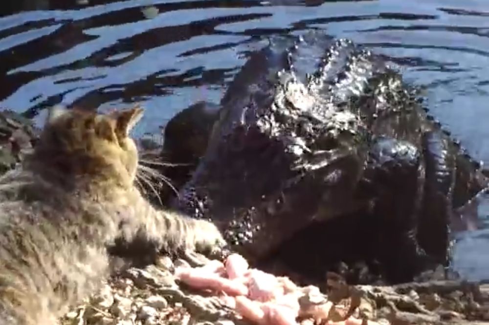 Nemoj da se kačiš sa njom: Neustrašiva mačkica najurila aligatora! (VIDEO)