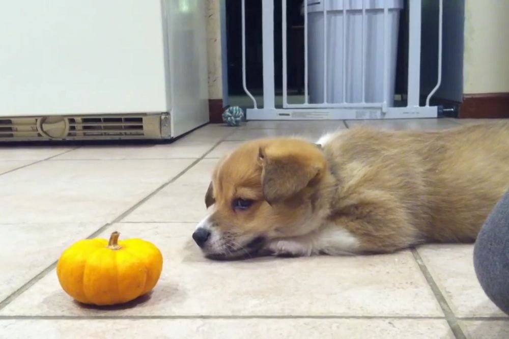 Uf, što me nervira ova bundevica! (VIDEO)