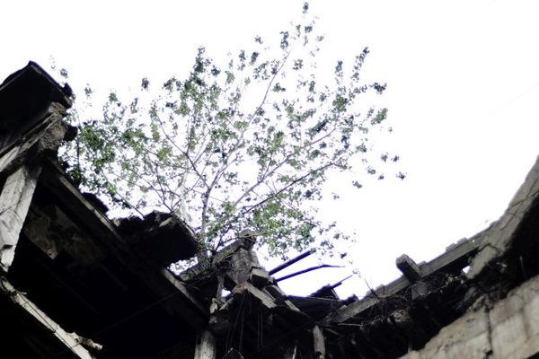 Razorili ste zgrade, ali niste ubili život! Drveće raste iz ruševina pogođenih u NATO agresiji! (FOTO) (VIDEO)
