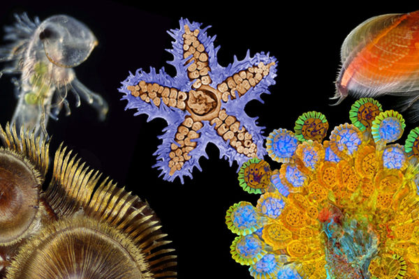 Kako izgleda oko pčele: I još 14 genijalnih fotografija kakve nikad niste videli (FOTO)