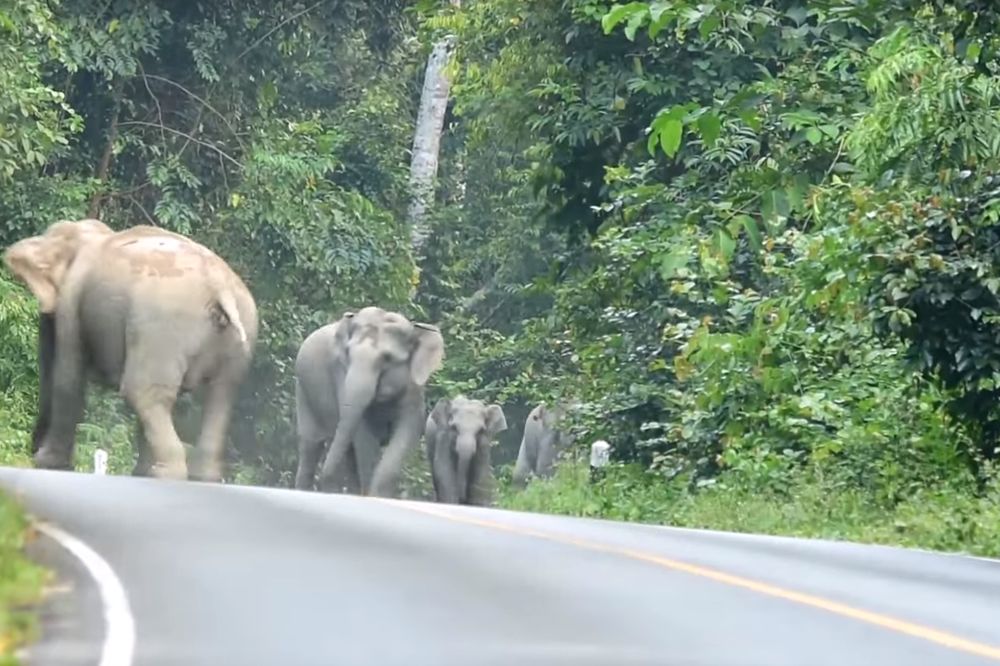Krdo slonova opkolilo tajlandskog bajkera! (VIDEO)