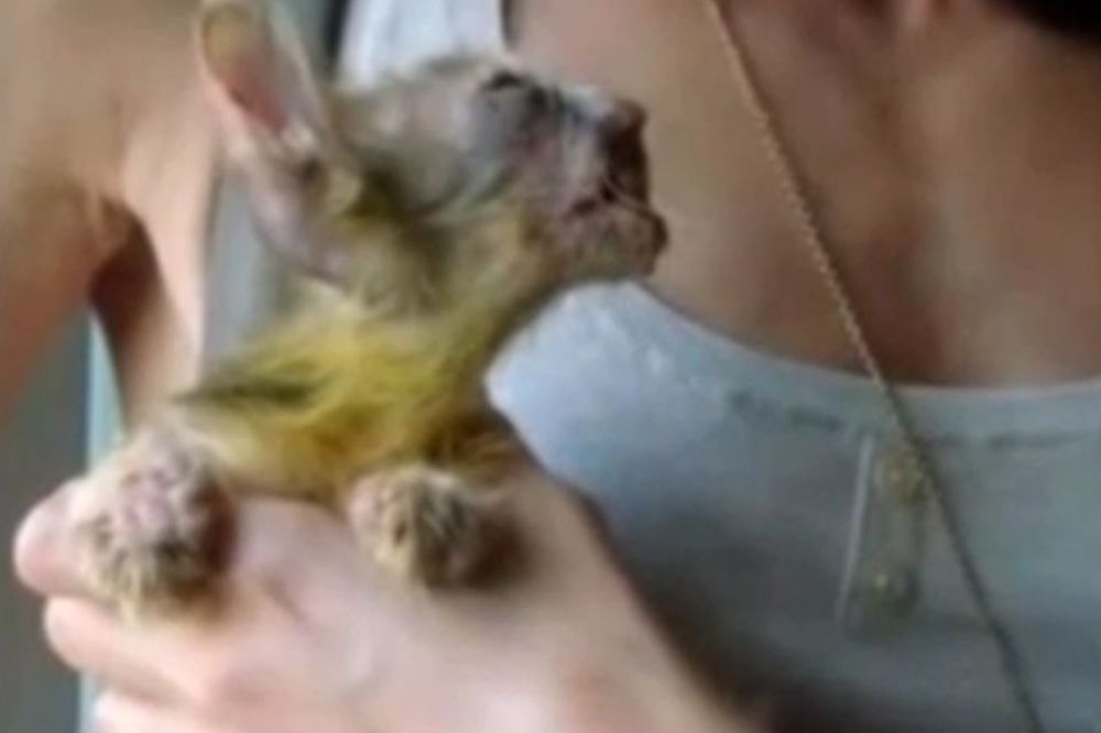 Mače se smrzavalo i gladovalo na ulici, dok nije naišao njegov anđeo čuvar! (VIDEO)