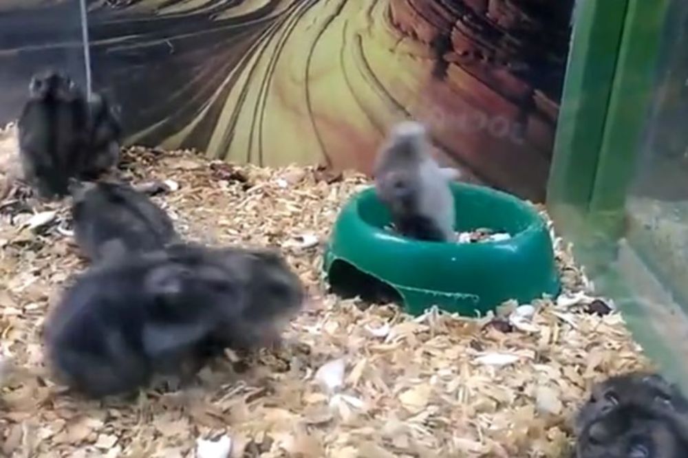 Hrčak akrobata: Da li je na navijanje ili na baterije, ali može da se vrti do sutra (VIDEO)