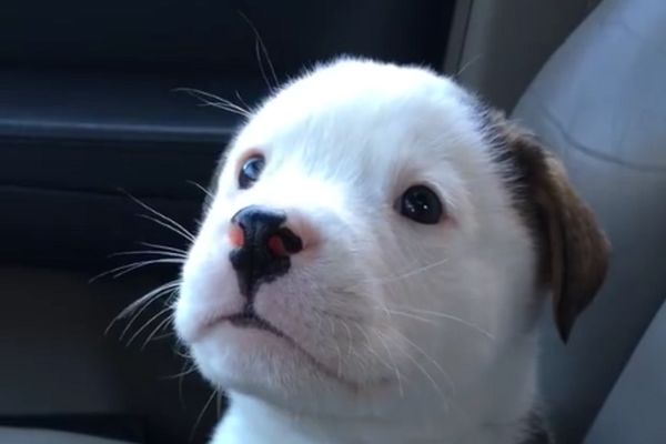 Da umreš od slatkoće: Počeo je da štuca, a onda se još i iznervirao! (VIDEO)