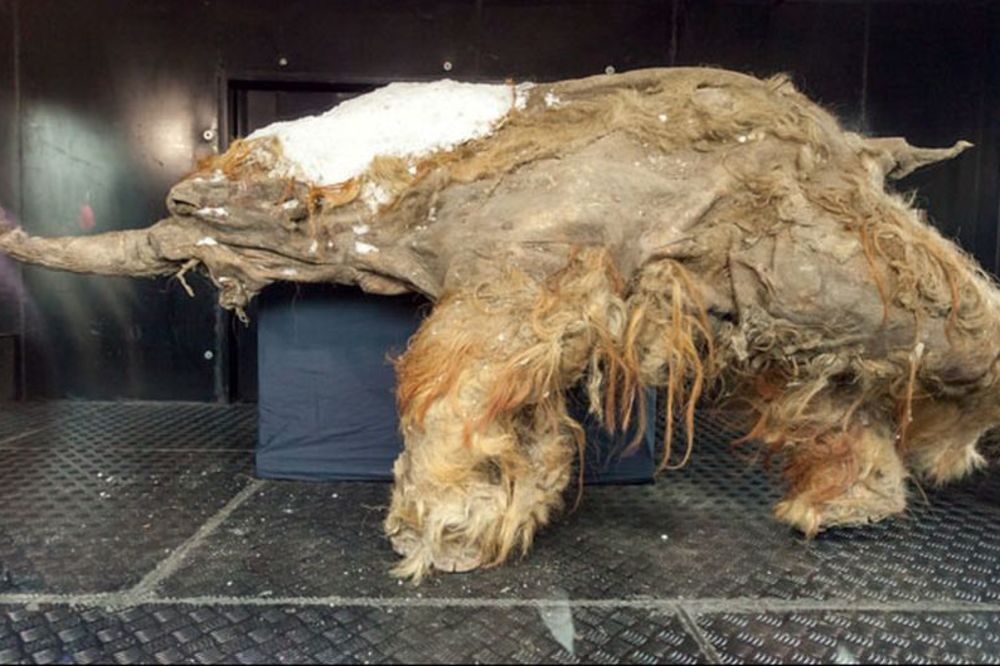 Lavovi stari 10.000 godina pronađeni ispod sibirskog leda (FOTO)