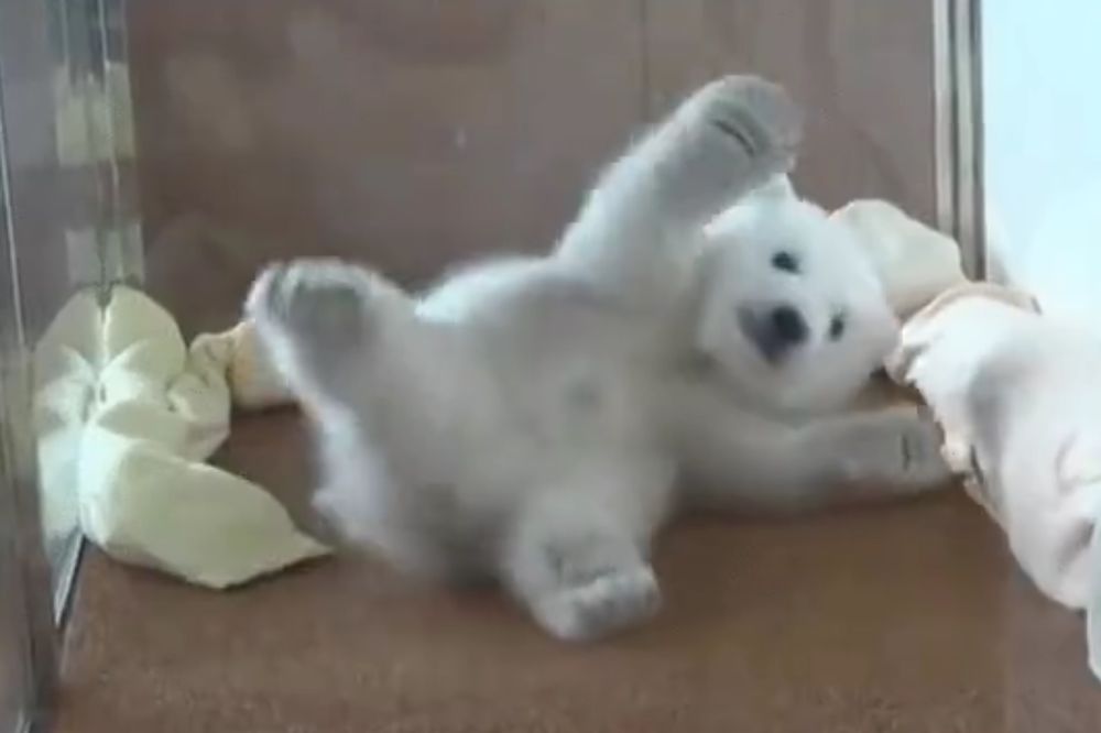 Podseća li vas na nekog? Lenji meda traži savršenu pozu za dremku (VIDEO)