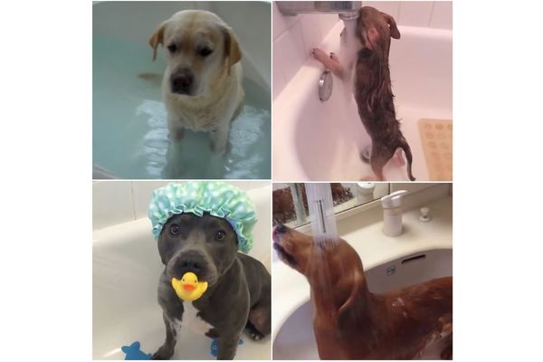 Ima li išta slađe: Ovi kučići vole da se kupaju! (VIDEO)