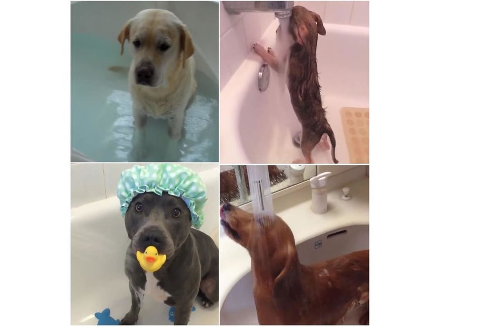 Ima li išta slađe: Ovi kučići vole da se kupaju! (VIDEO)