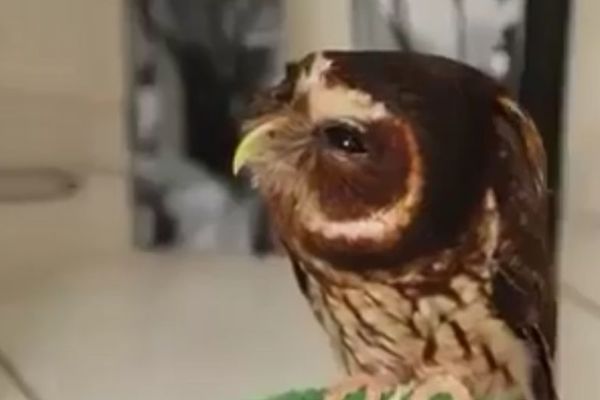 Sovica uživa u eskimskom poljupcu (VIDEO)