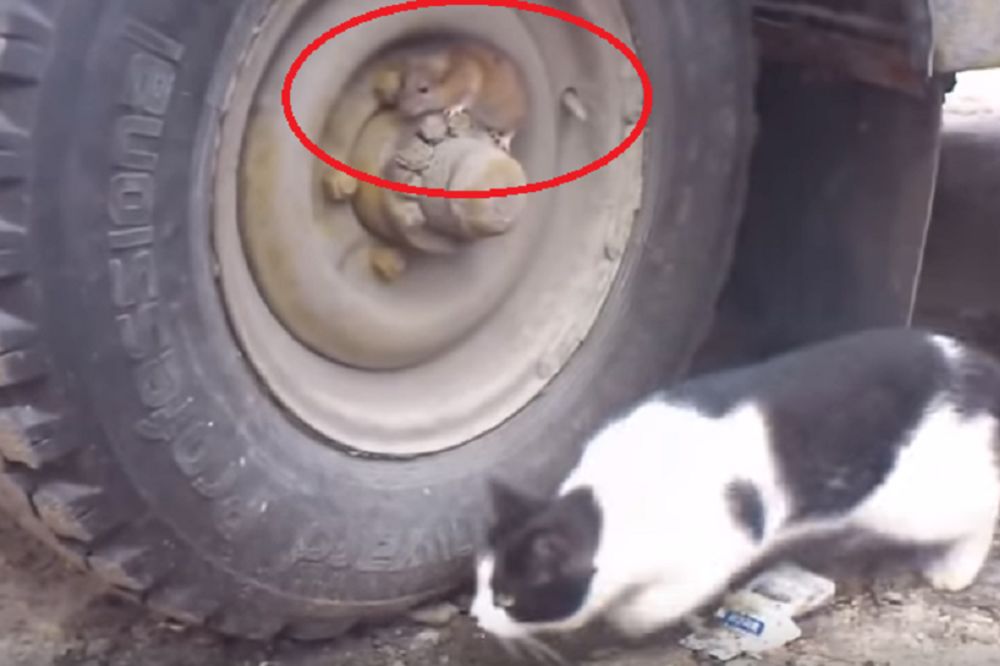 Tom i Džeri rusko izdanje: Ono kad se praviš da si nevidljiv (VIDEO)