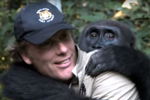 Spasao je bebu gorile, a ovo se dogodilo kada su se sreli 10 godina kasnije! (VIDEO)