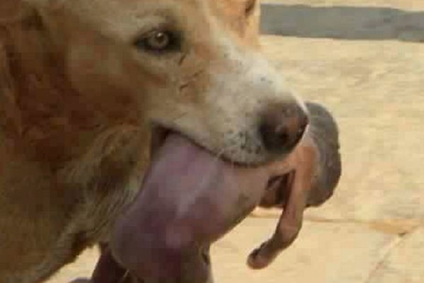 Ovaj pas spasao je bebu ostavljenu u smeću. Ne možete ni da pretpostavite kako! (FOTO)