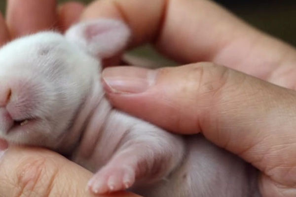 Plavi zec, čudni zec jedini na svetu: Ovako izgleda kada se tek rodi! (VIDEO)
