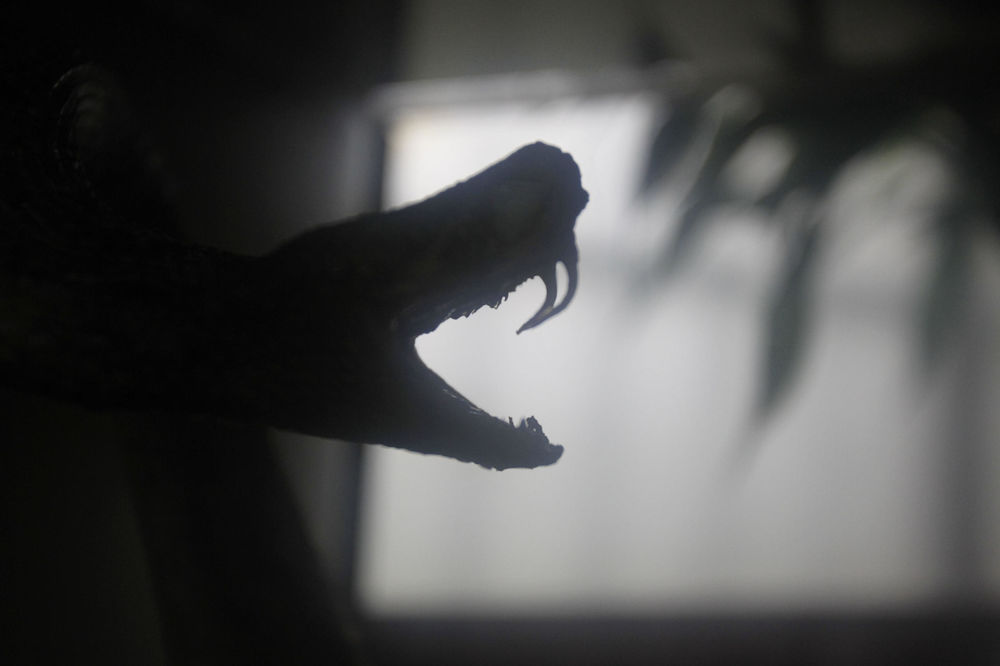 Doktor u detalje opisao kako izgleda umiranje od ujeda zmije otrovnice!