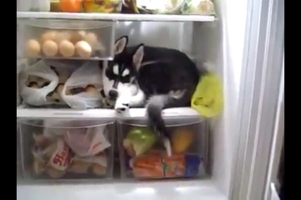 Toliko mu je toplo da se hladi u frižideru! Oduševiće vas šta je uradio ovaj haski (VIDEO)