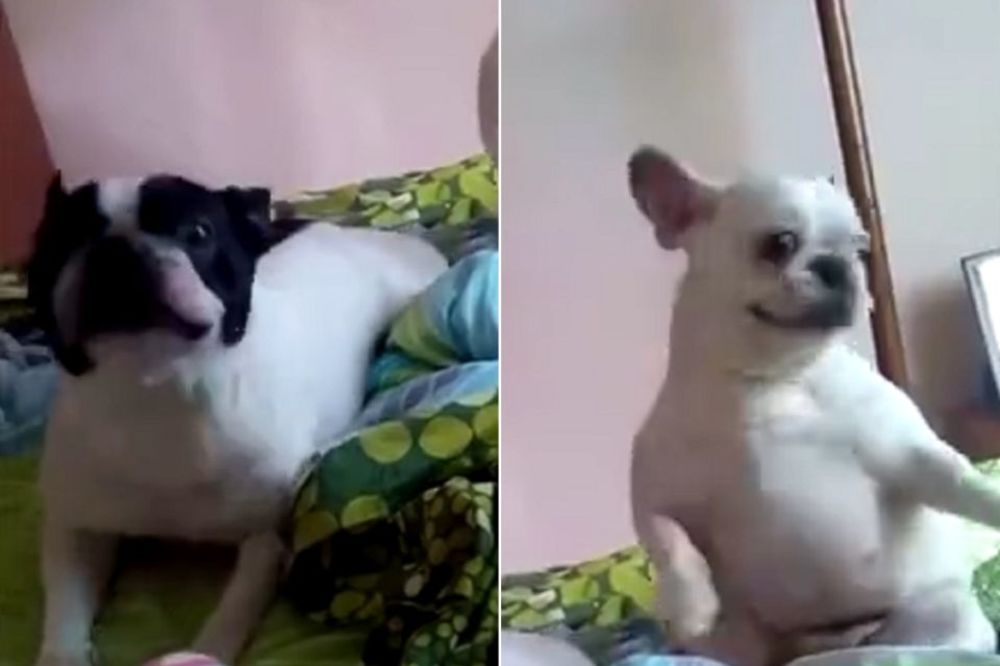 Kao da su na baterije: Ovako francuski buldozi đuskaju u Enrikeovom ritmu! (VIDEO)