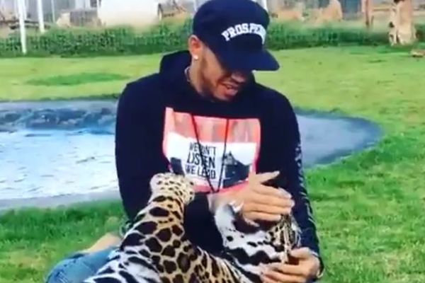 Hamilton je najhrabriji čovek na svetu: Stavio ruku u čeljusti leoparda! (VIDEO)