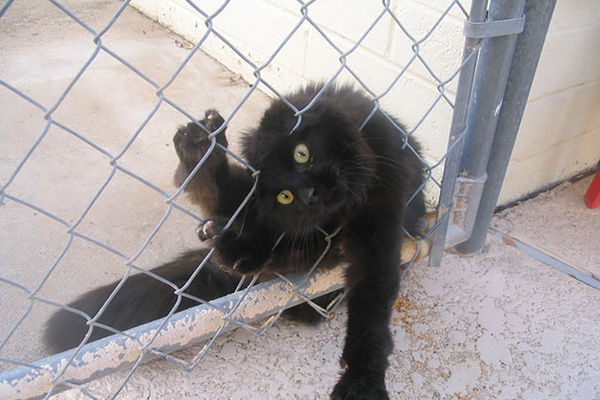 20 mačića koji su najviše zažalili zbog svoje radoznalosti (FOTO)