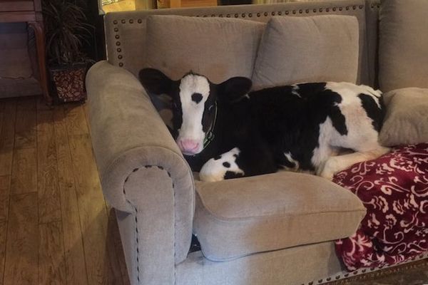 Kriza identiteta: Telence ubeđeno je da je nemačka doga! (FOTO)