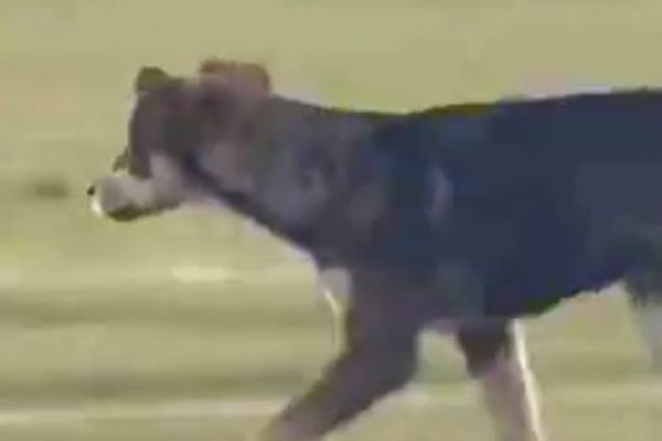 Cirkus: Pas prekinuo meč Jagodine i Partizana! (VIDEO)