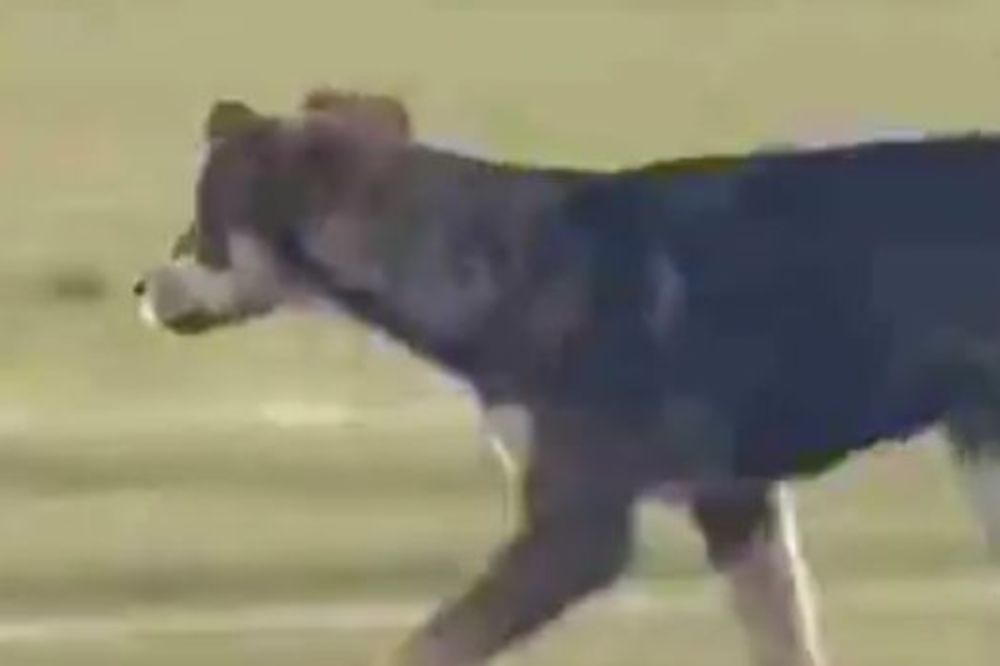 Cirkus: Pas prekinuo meč Jagodine i Partizana! (VIDEO)