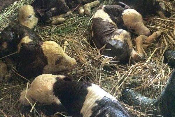 Srpska krava - fenomen! Otelila pet zdravih telića i ostala živa! (FOTO)