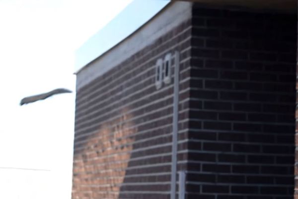 Veverica kao Betmen: Skočila s 21. sprata, otresla prašinu i odšetala u park! (VIDEO)