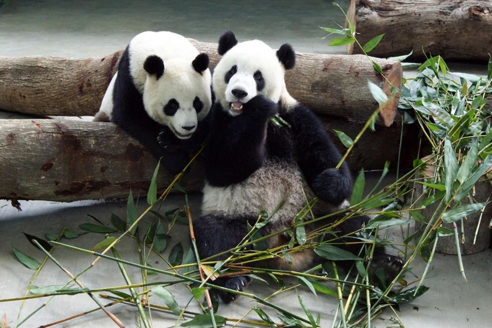 I oni znaju da govore: Evo kako se pande sporazumevaju! (FOTO)