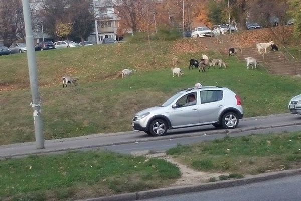 Beograd je postao selo: Snimili smo koze usred prestonice! (FOTO)