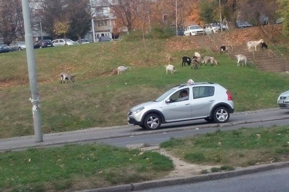 Beograd je postao selo: Snimili smo koze usred prestonice! (FOTO)