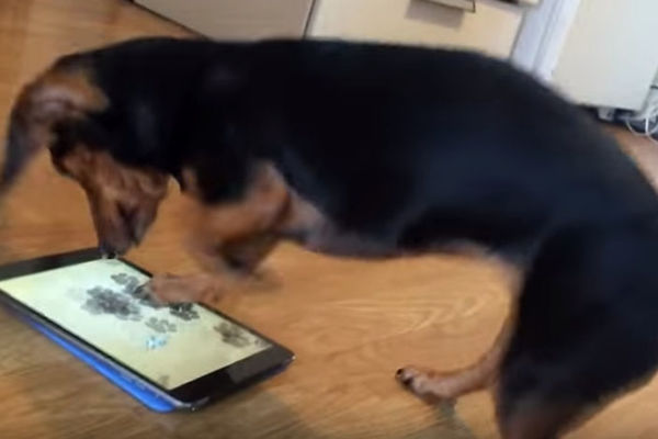 Ovaj blesa je pravi zavisnik od igrica (VIDEO)