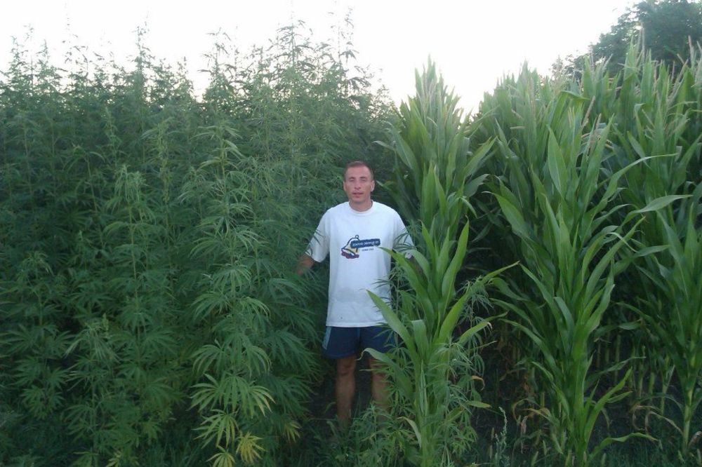 Konoplja u srcu Srbije: Ovde biljke dostižu 4 metara! (FOTO) (VIDEO)