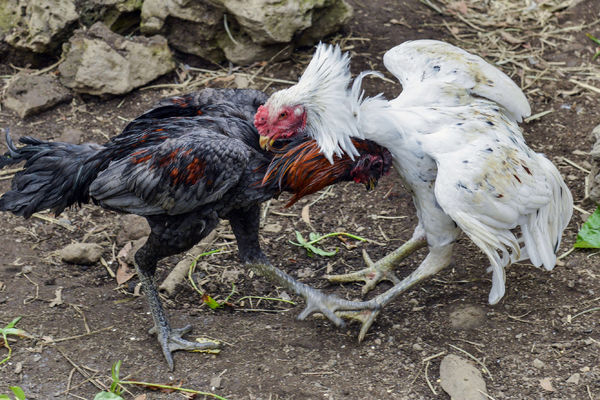 Borba petlova u Meksiku pretvorila se u revolveraški obračun!