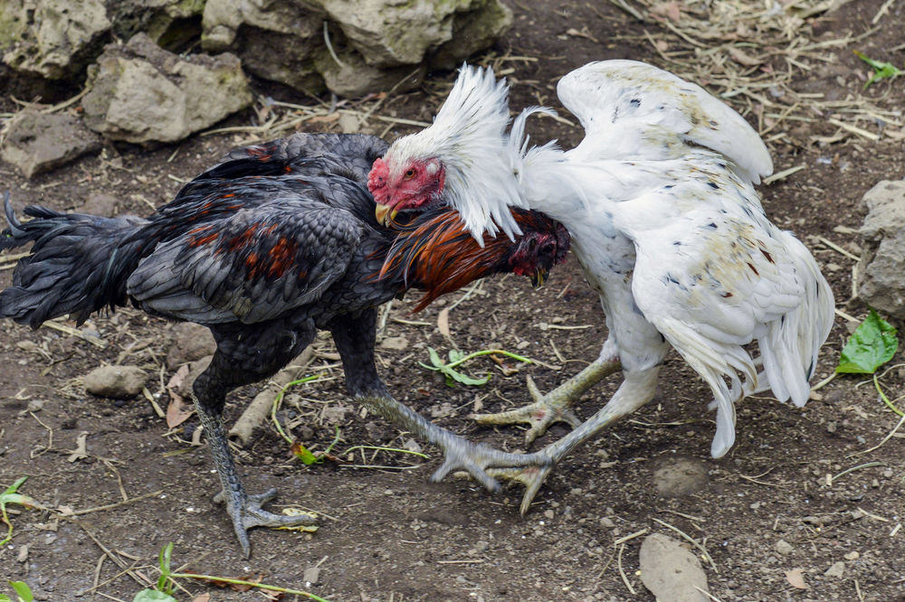 Borba petlova u Meksiku pretvorila se u revolveraški obračun!