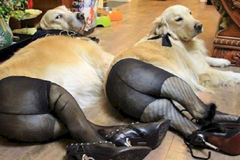 16 kućnih ljubimaca koji imaju ozbiljnu krizu identiteta! (FOTO)