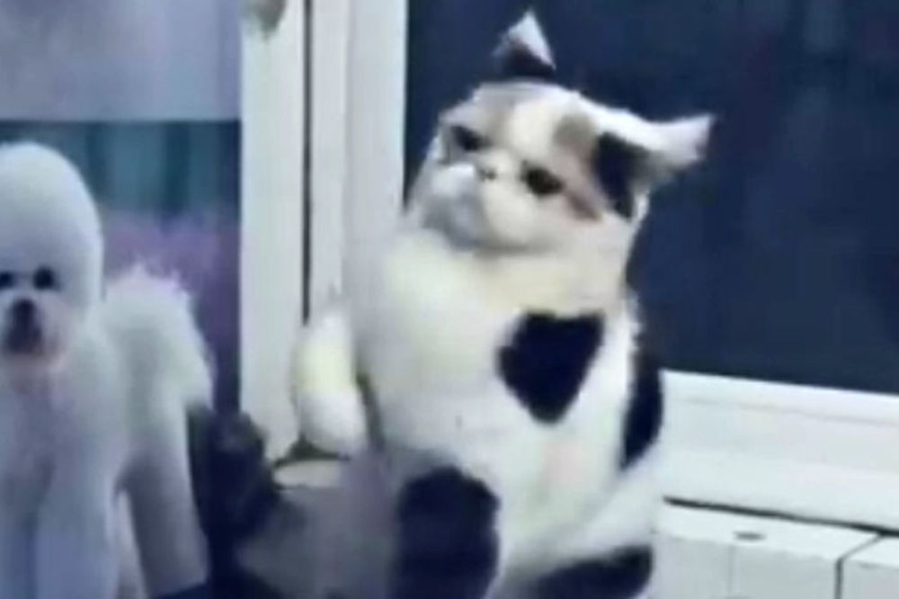 Kakve li magije izvodi ova maca?